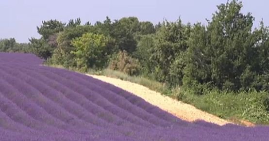 Lavande en Provence